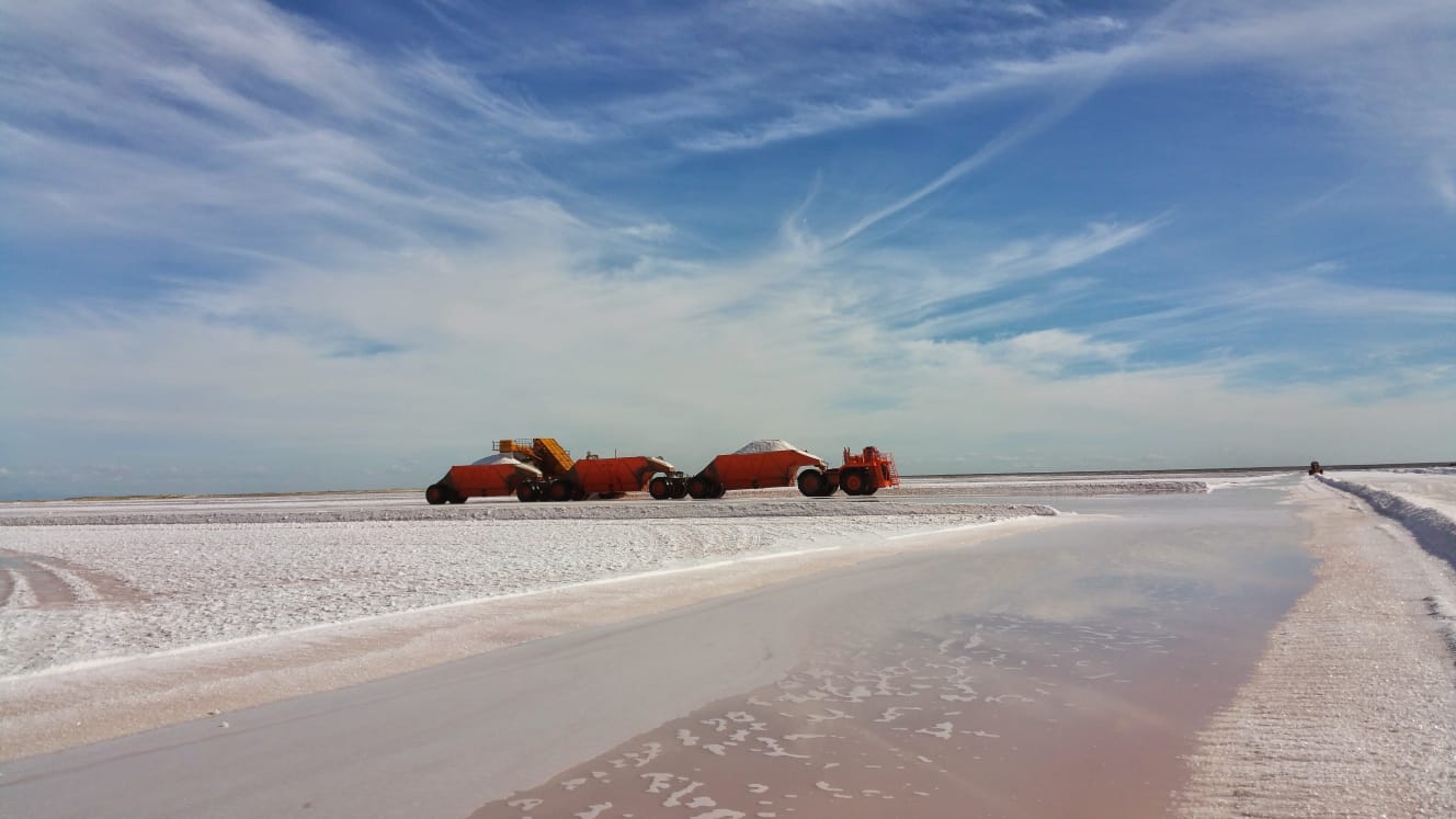 A single harvest season, written across the desert floor.