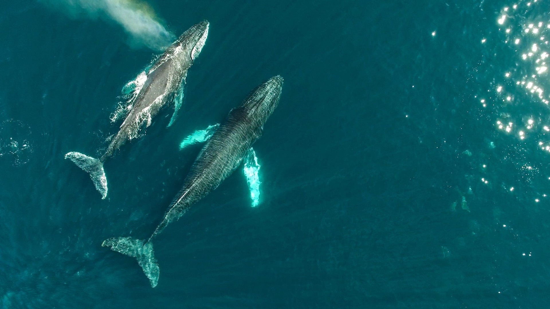 Gray whale breaching in Baja California lagoon