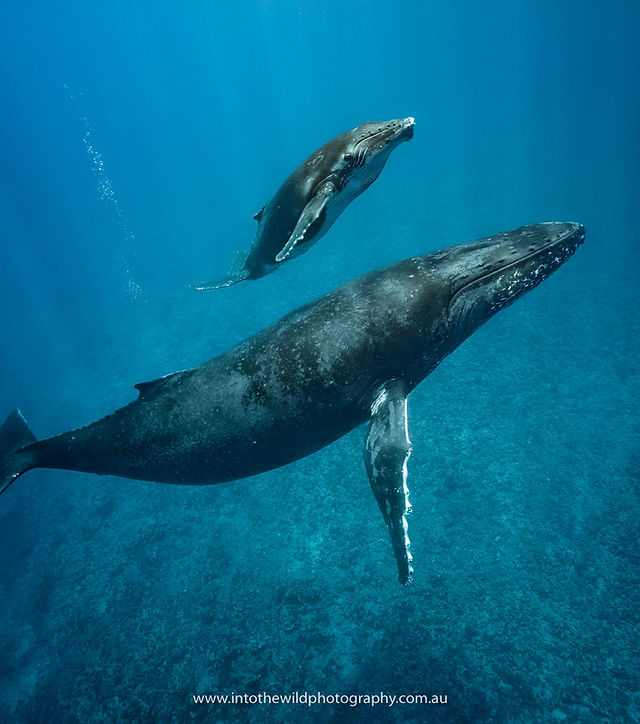 A mother and calf, undisturbed in shallow water.