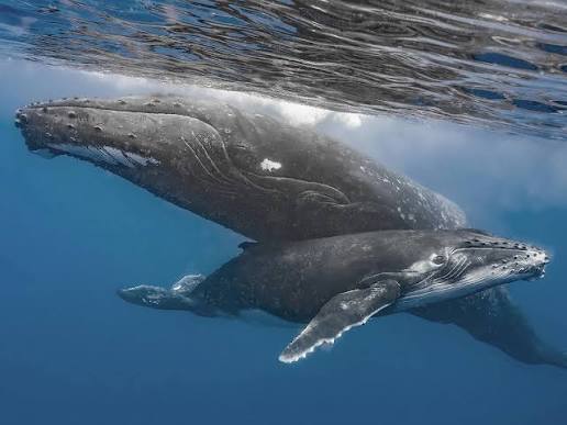 A mother and calf, undisturbed in shallow water.