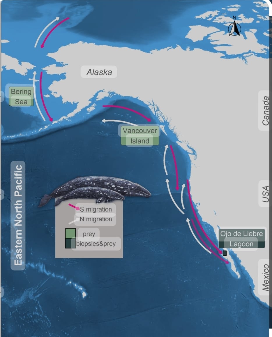 Gray whale migration map — Bering Sea to Ojo de Liebre Lagoon